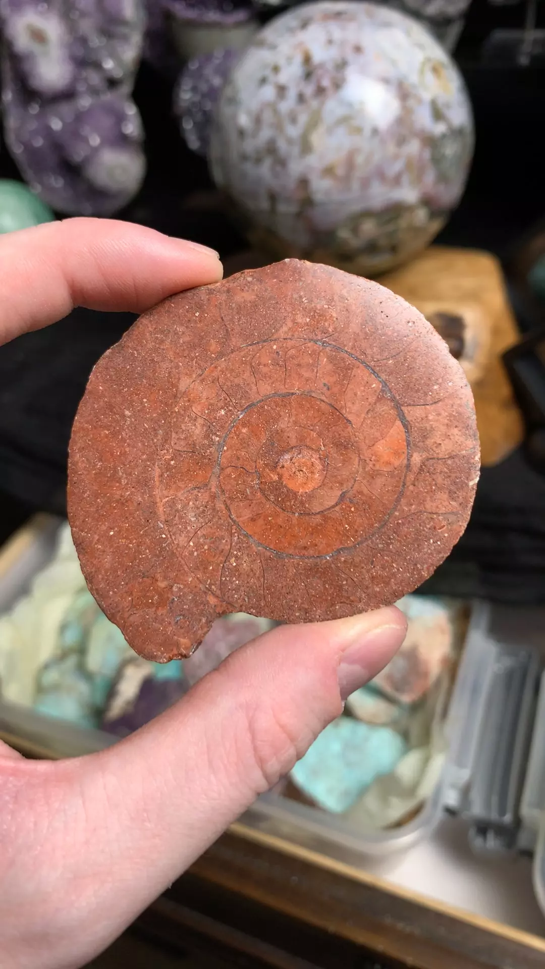 plant/Red Ammonite (random grab)-0