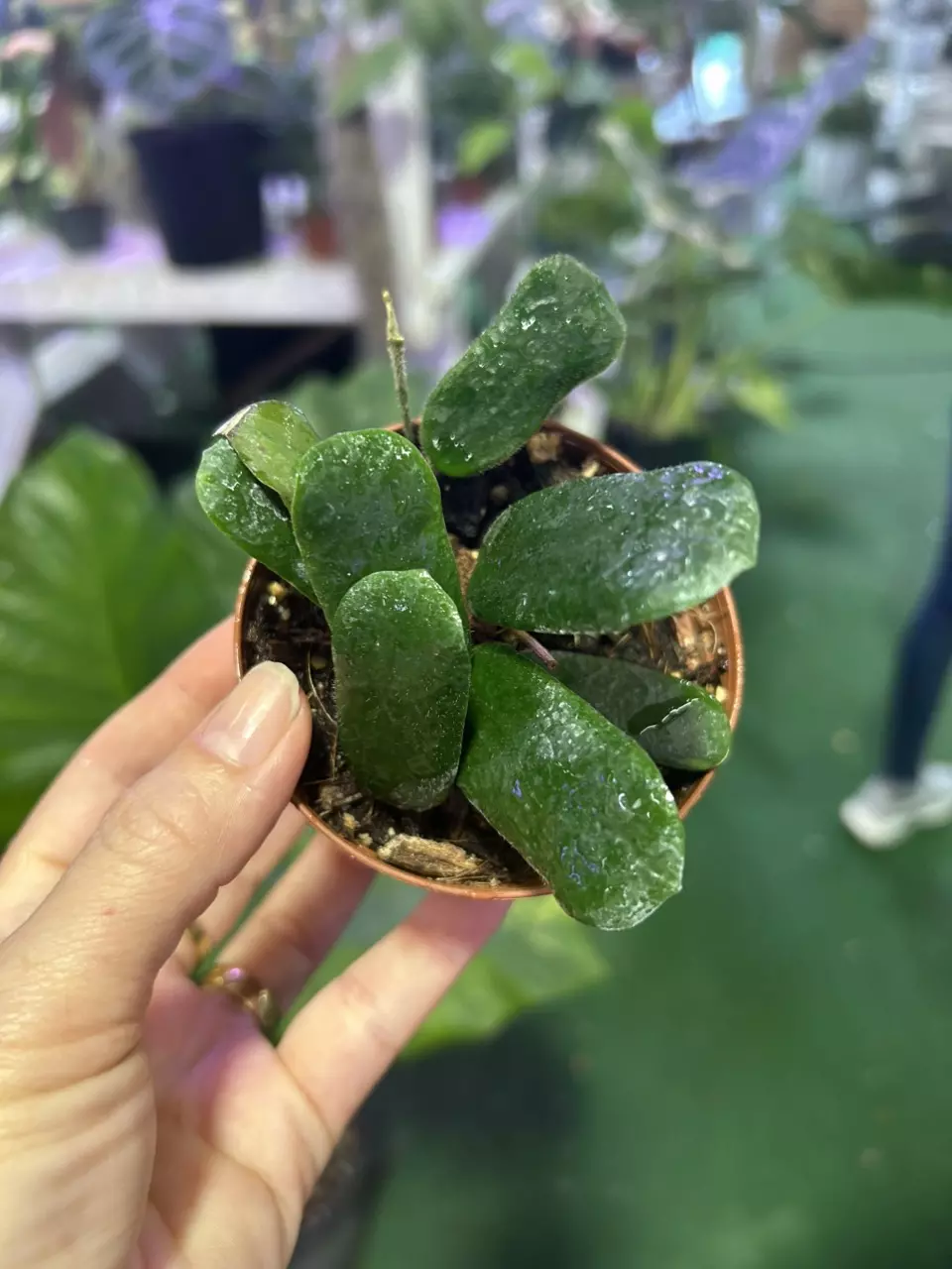 plant/0038 hoya rotundiflora-0
