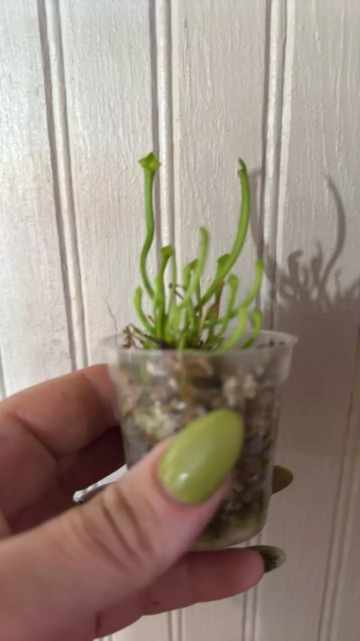 plant/Saracenia leucophylla White Form-0