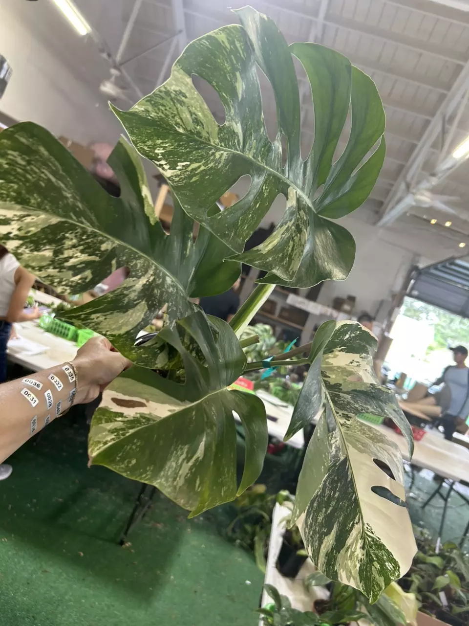 plant/1774 monstera albo-0