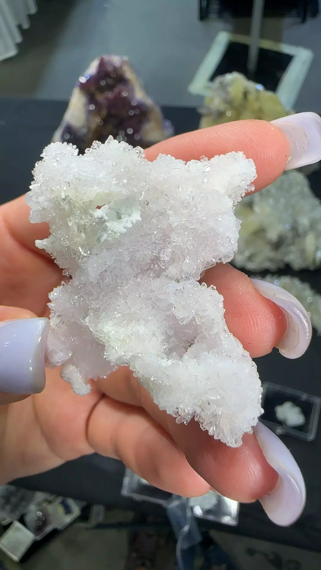 plant/Pink creedite-0