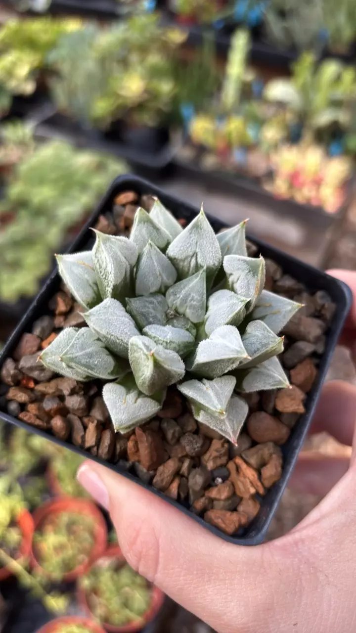 plant/Haworthia “Love” hybrid-0