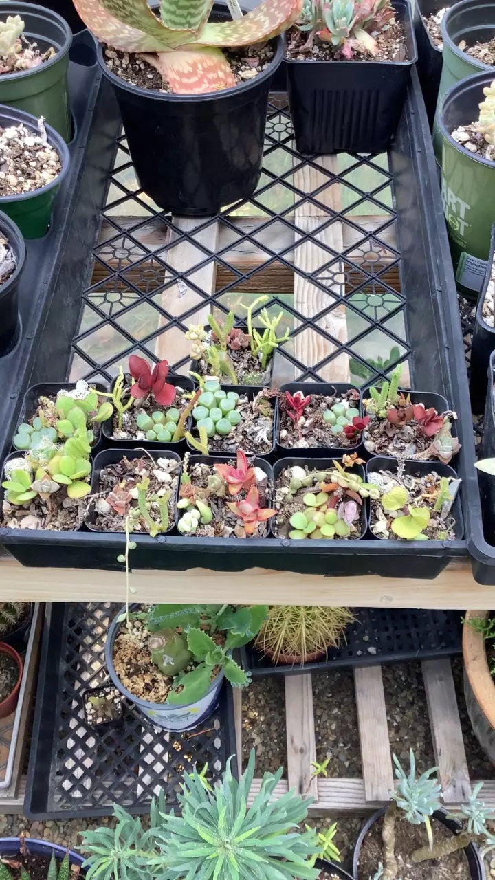 plant/Fairy pots-0