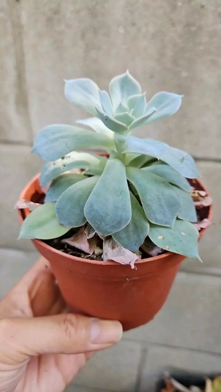 plant/Stretchy Echies-0