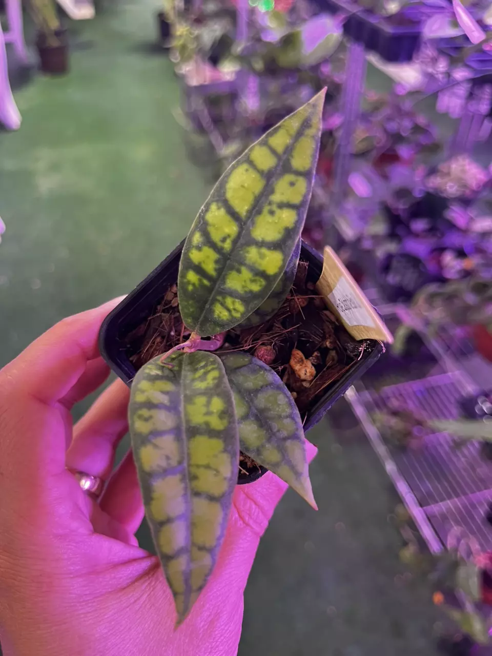 plant/Hoya calystophyllia black magic 1534-0