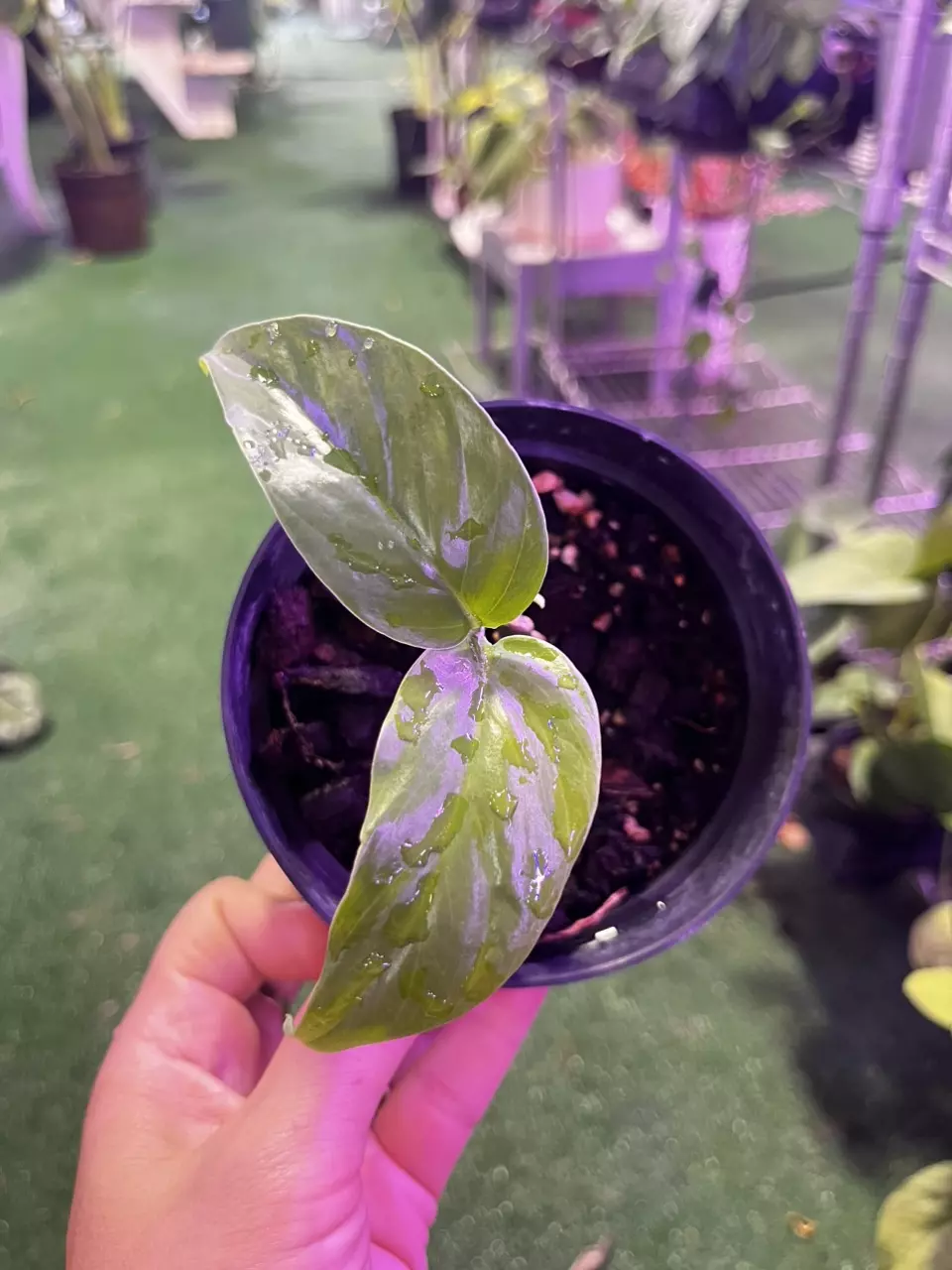 plant/0029 epiprennum grren-0