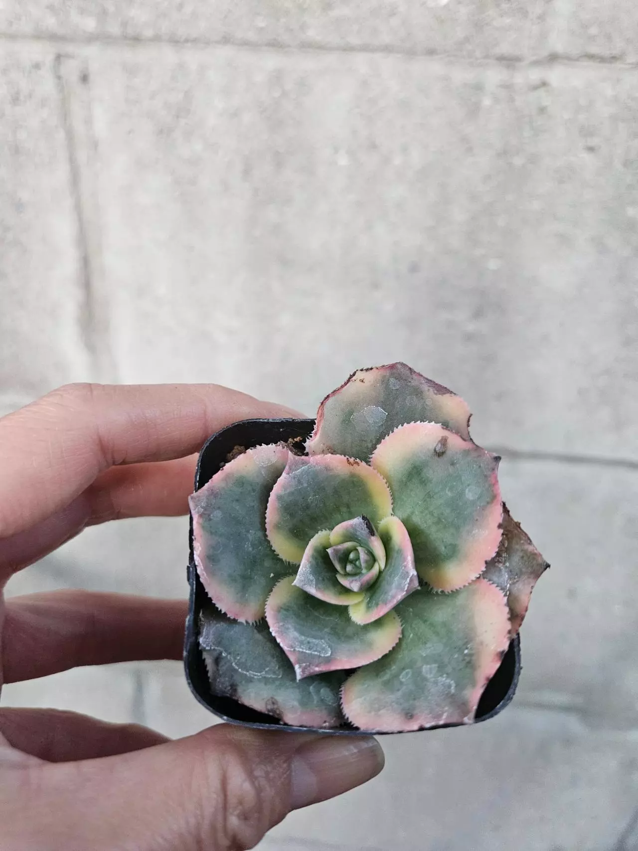 plant/Variegated succulent-0