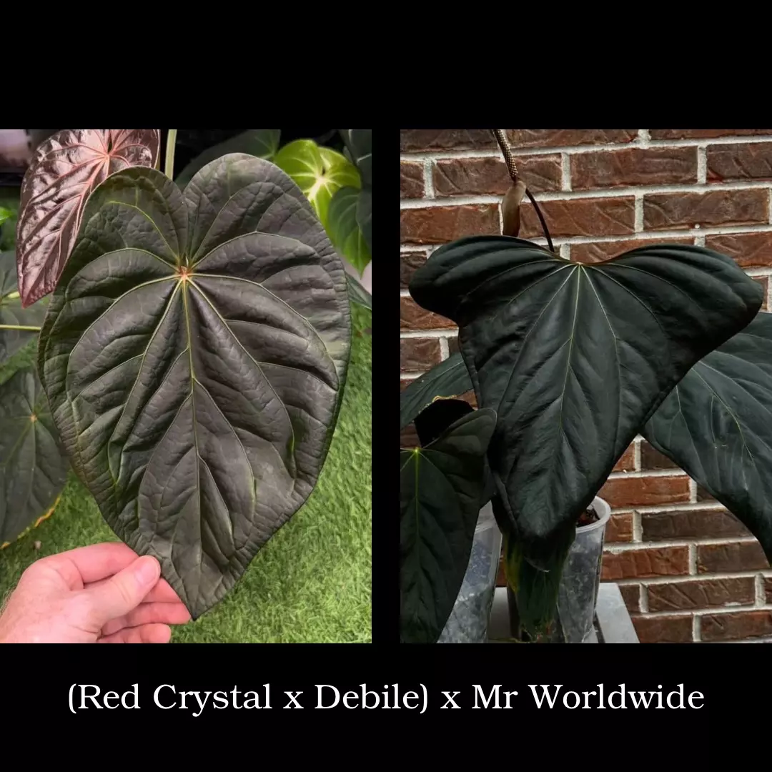 plant/Red Crystal x Debile x Mr WW-0