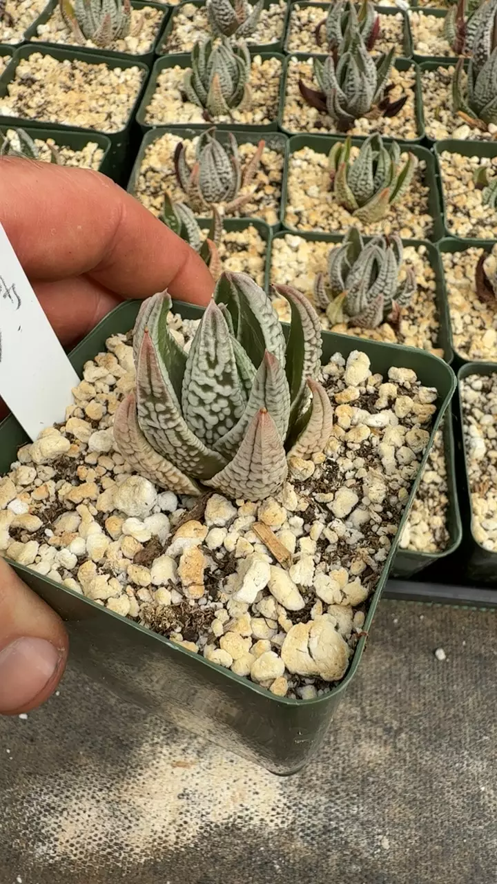 plant/Gc haworthia pumilia emperor-0