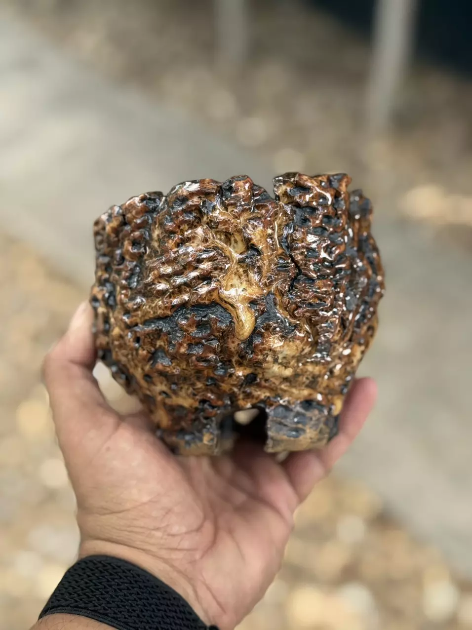 plant/Tiger 4.5x4.25H-0