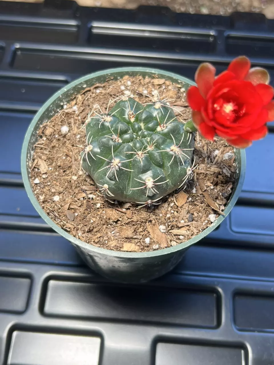 plant/Gymno baldianum-0