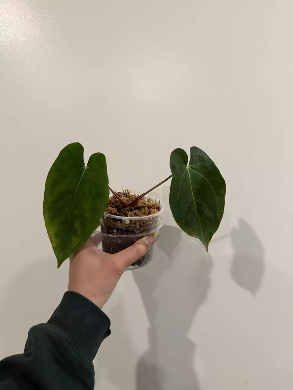 plant/Anthurium NOID-0
