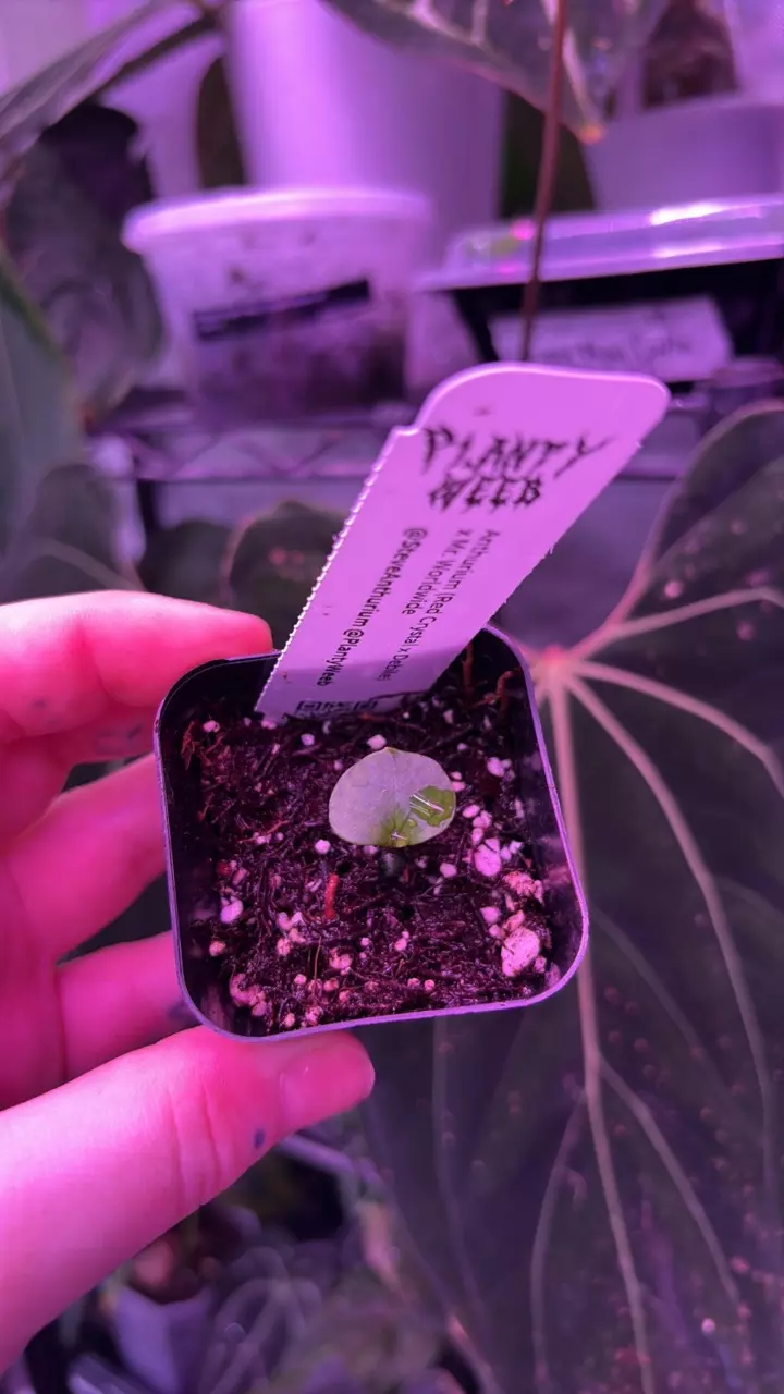 plant/Red Crystal x Debile x Mr WW-1