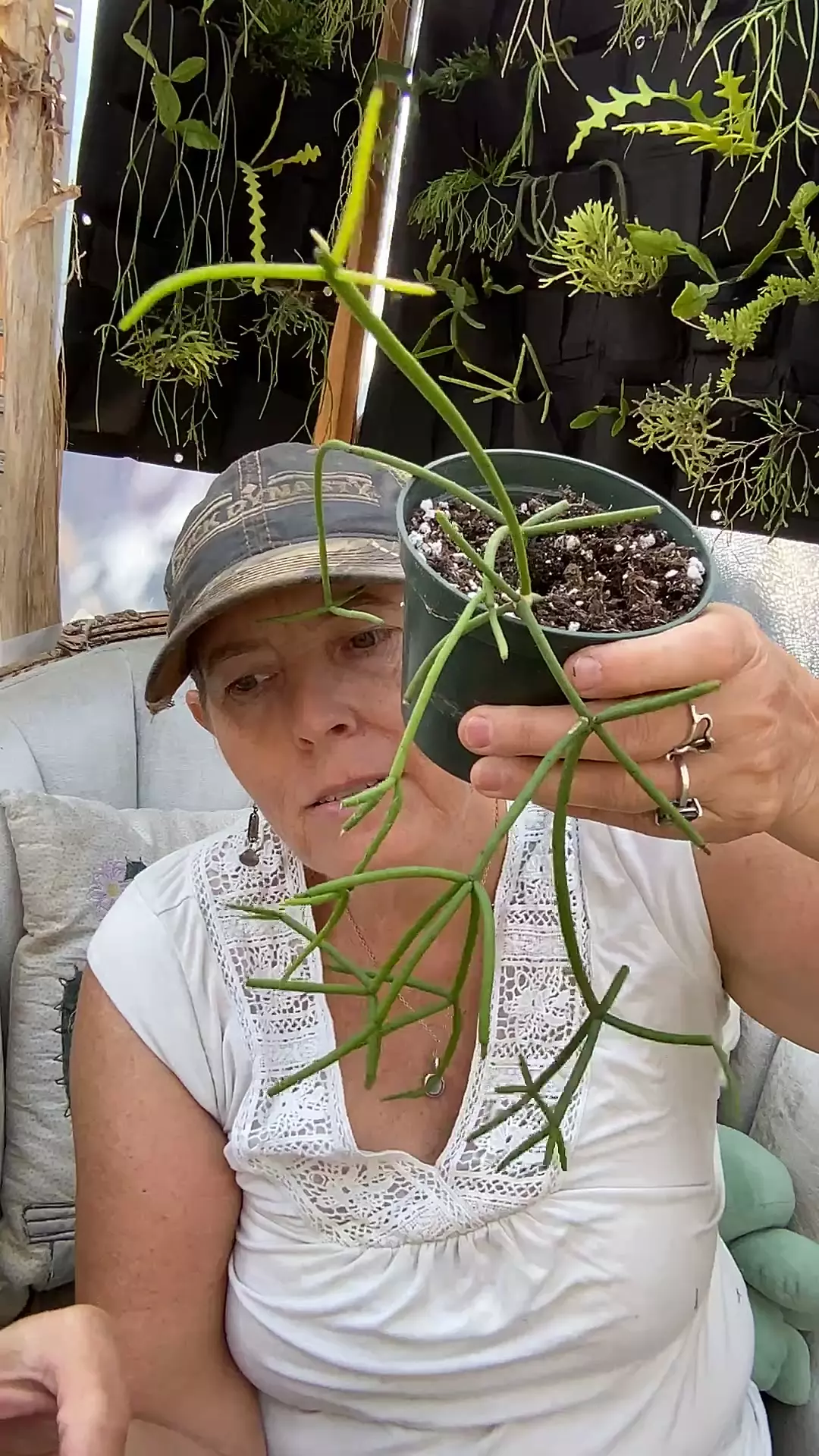 plant/Rhipsalis Teres f Heteroclada 4”-0