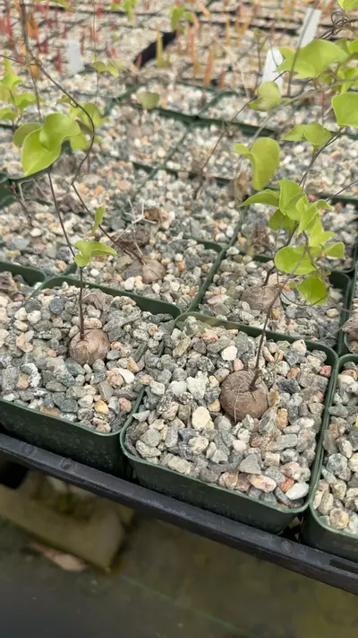 plant/Gc dioscoria elephantipes-0-thumbnail