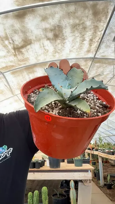 plant/Agave sierra azul-0-thumbnail