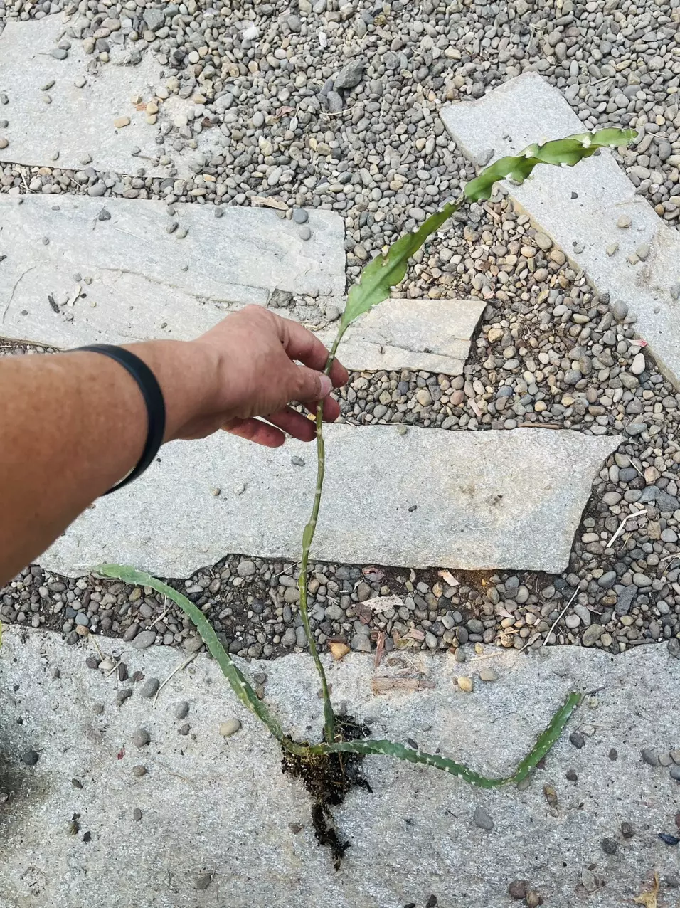 plant/Lepismium Cruciforme Spiralis-0