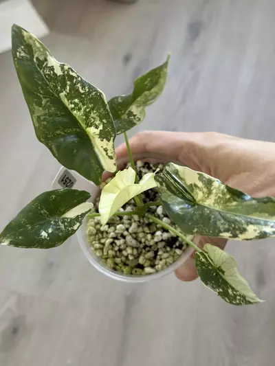 plant/Simpo Albo bigger size #251-1-thumbnail