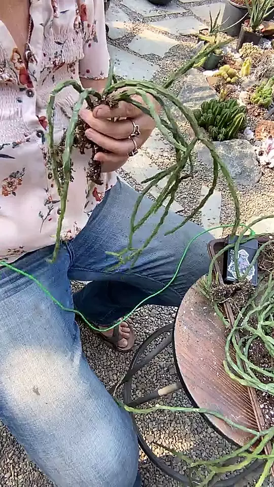 plant/Rhipsalis Paradoxa long-0