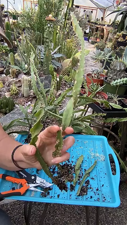 plant/Lepismium Cruciforme Spiralis-0
