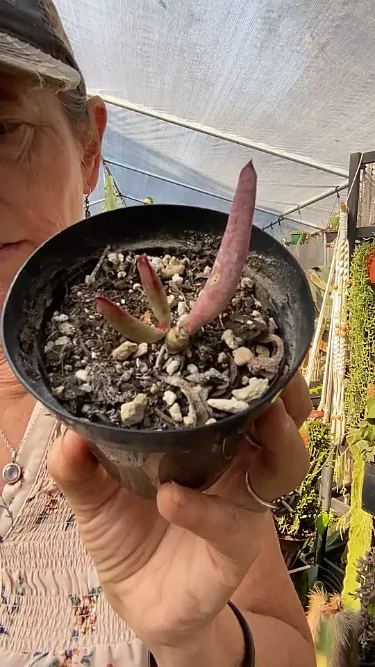 plant/Cotyledon chocolate fingers-0
