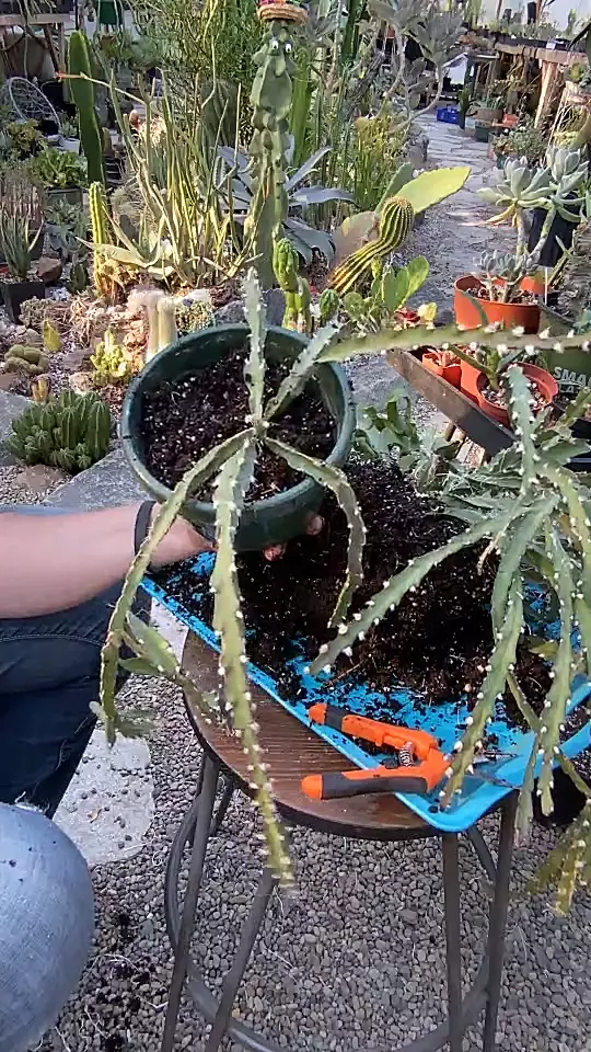 plant/Lepismium Cruciforme 6”-0