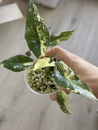 plant/Simpo Albo bigger size #251-0-thumbnail