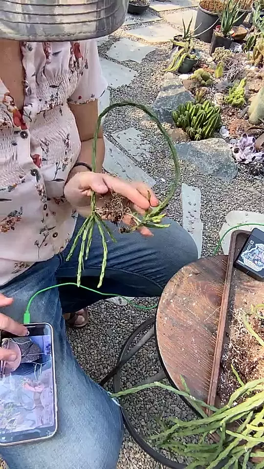 plant/Rhipsalis paradoxa-0