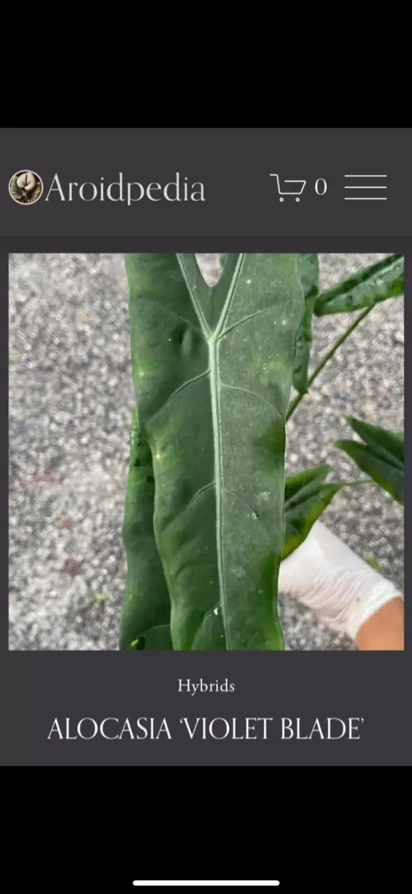 plant/Violet Blade Hybrid corms-0