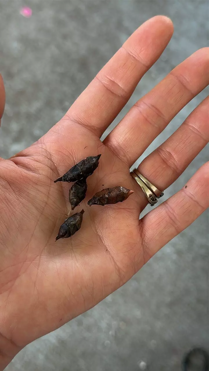 plant/Violet Blade Hybrid corms-1