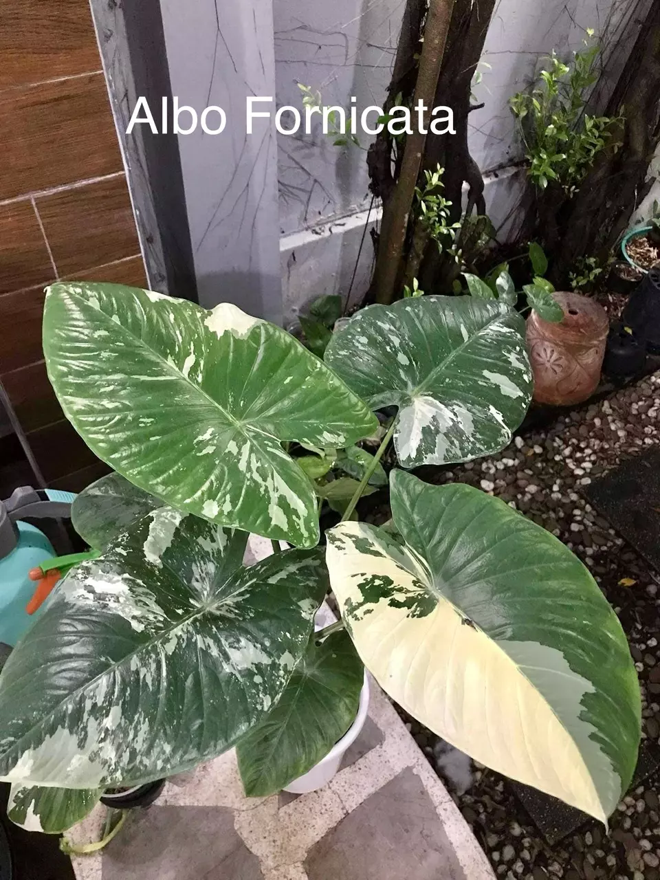 plant/Albo Fornicata CORMS-0
