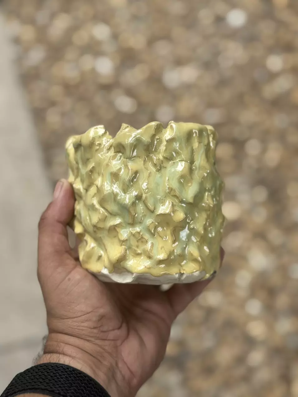 plant/Mellow yellow 4.25x4H-0