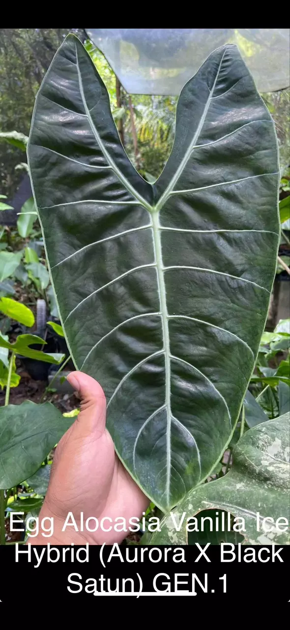 plant/Vanilla Ice Boom Longi Hybrid corm-0