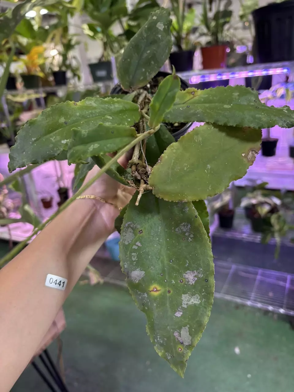 plant/0441 hoya undulata-0