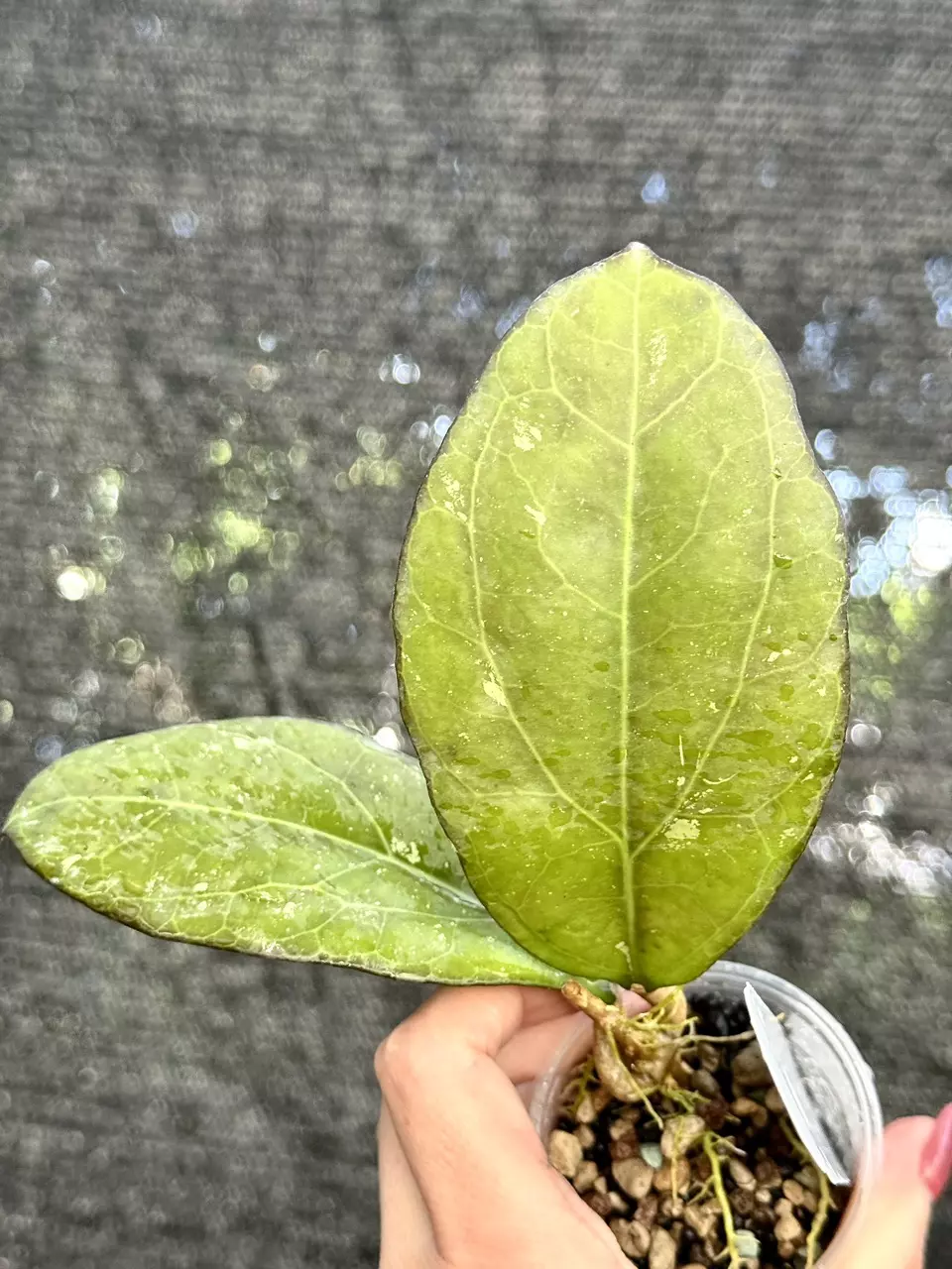 plant/Hoya nervosa x ‘Joy’ - Rooted in fluval/pon-0