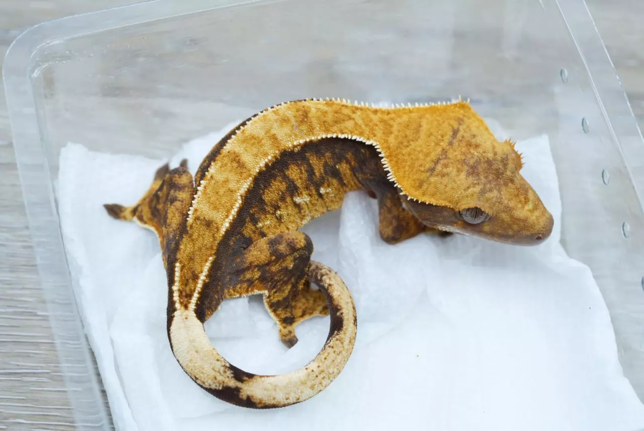 plant/Ps424 female orange pattern harley-0