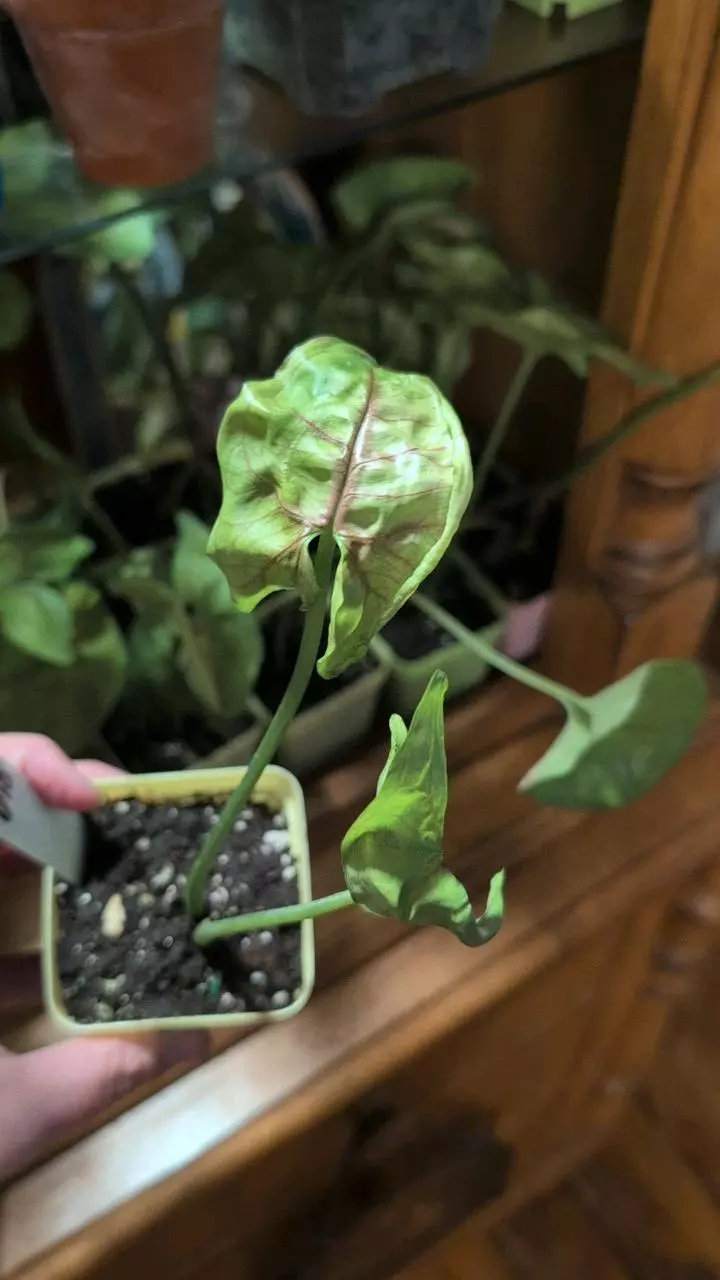 plant/Syngonium Berry Allusion-0