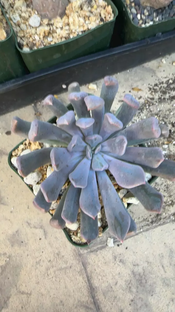 plant/Echevieria cupid-0