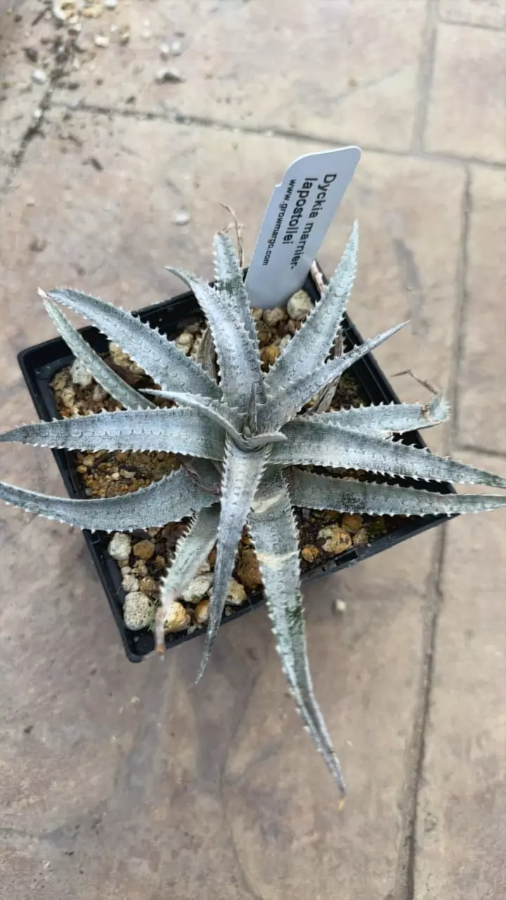 plant/Dyckia single-0