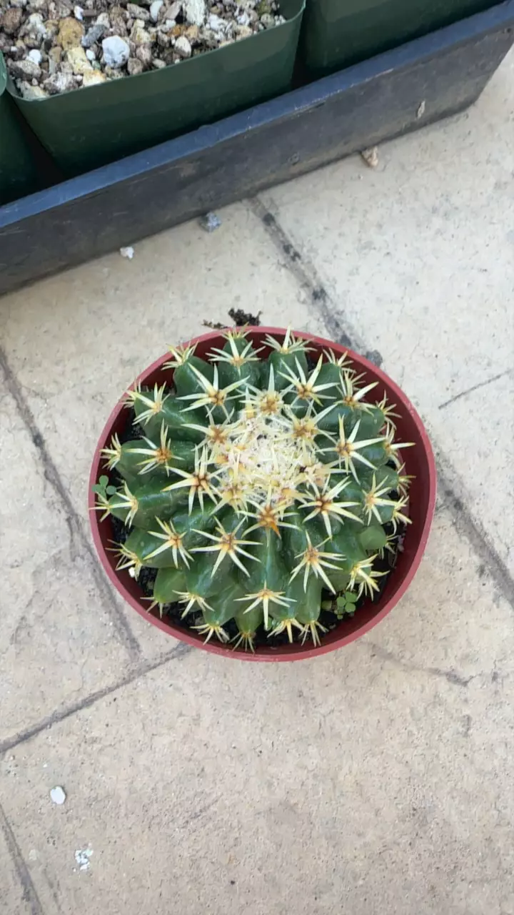 plant/Short spined barrel cactus-0
