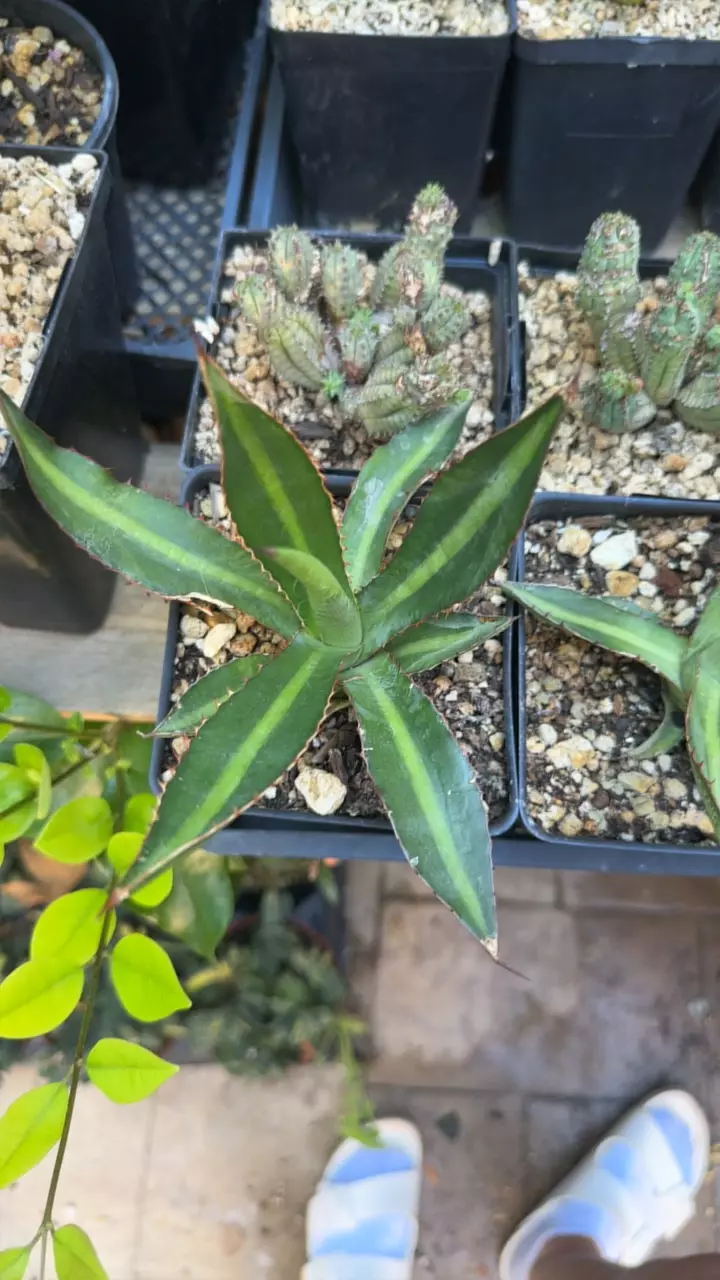 plant/Agave splendid-0
