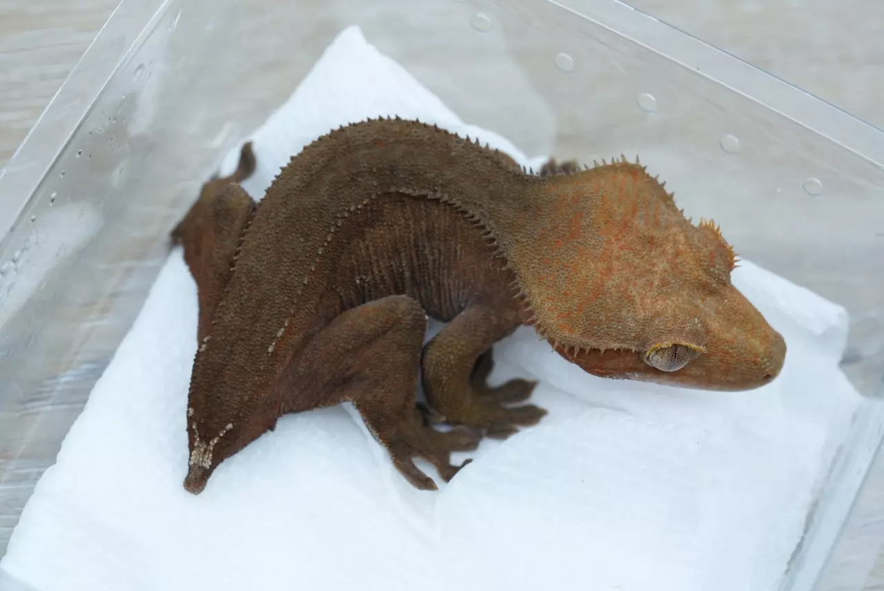 plant/Ps428 red/dark phantom female 22g-0