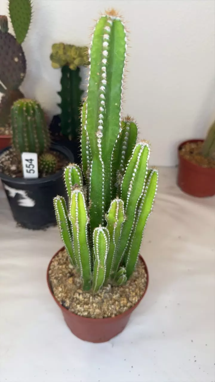 plant/Fairy castle-0