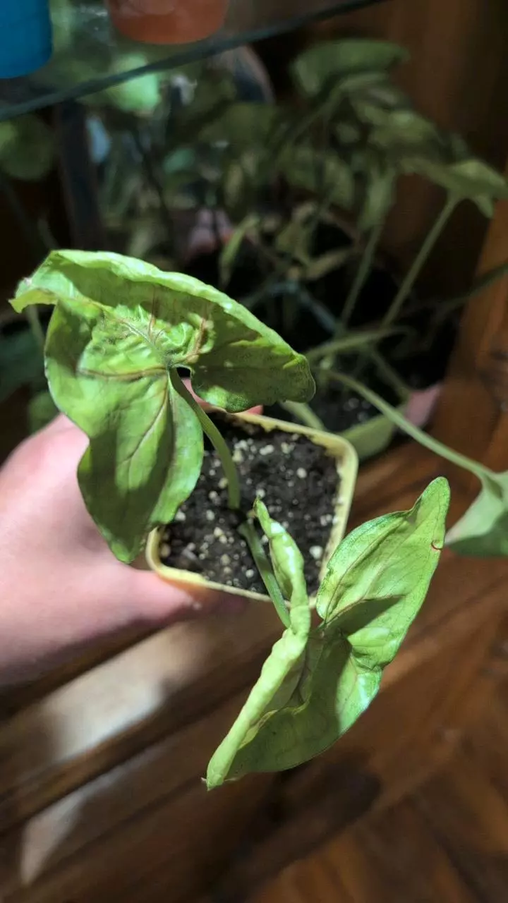 plant/Syngonium Berry Allusion-1
