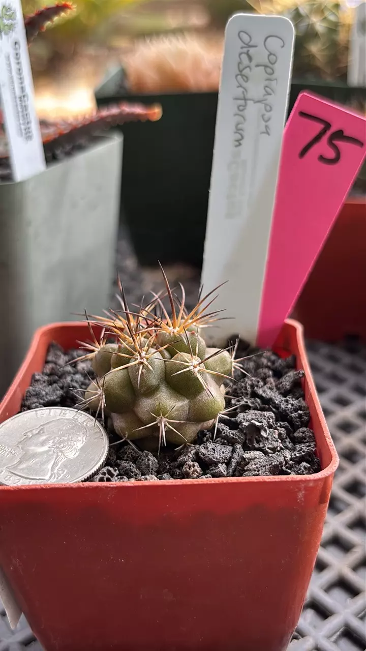 plant/75 copiapoa desertorum-0