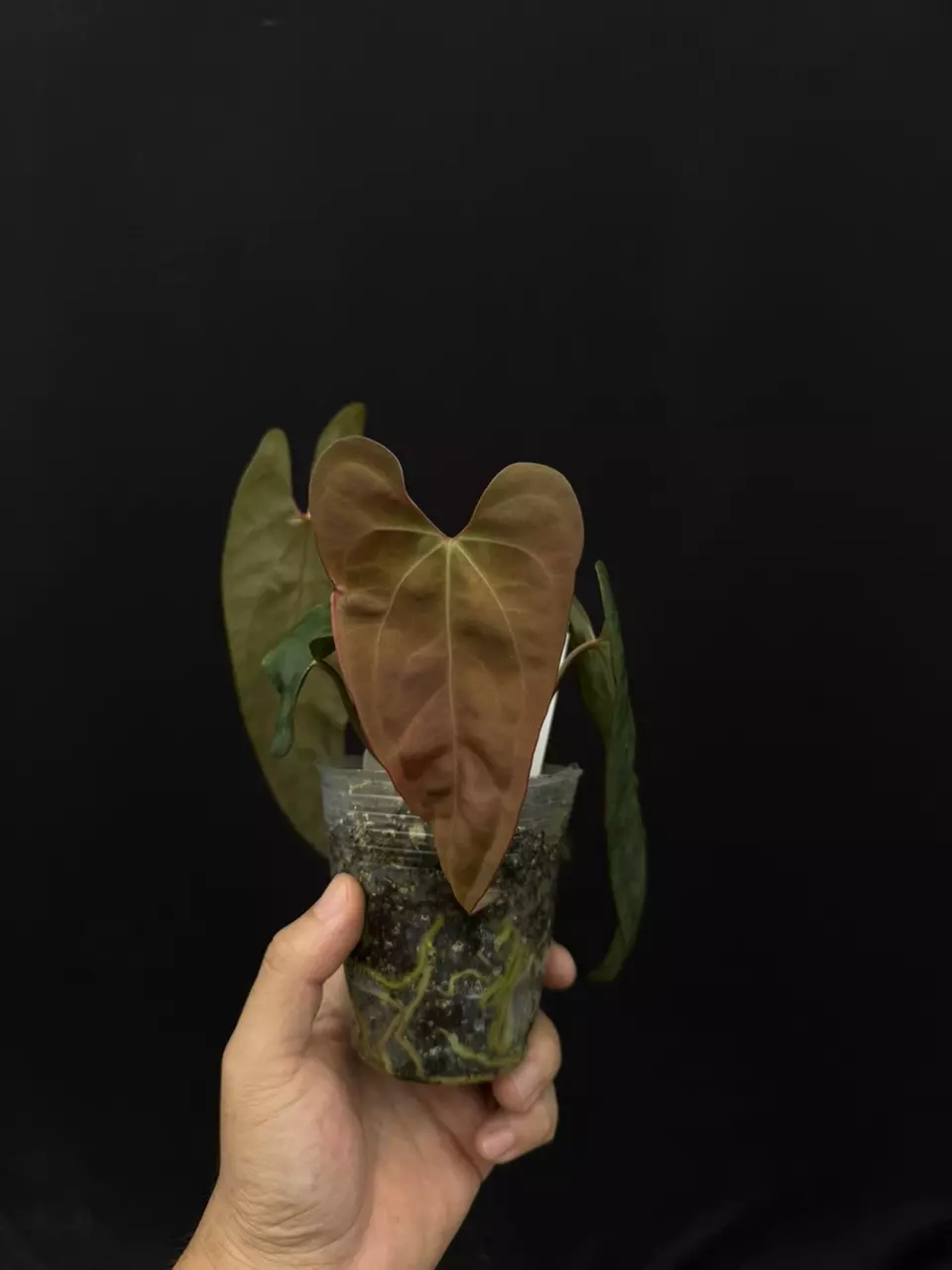 plant/7751 papi Wu9 x Wu6-0