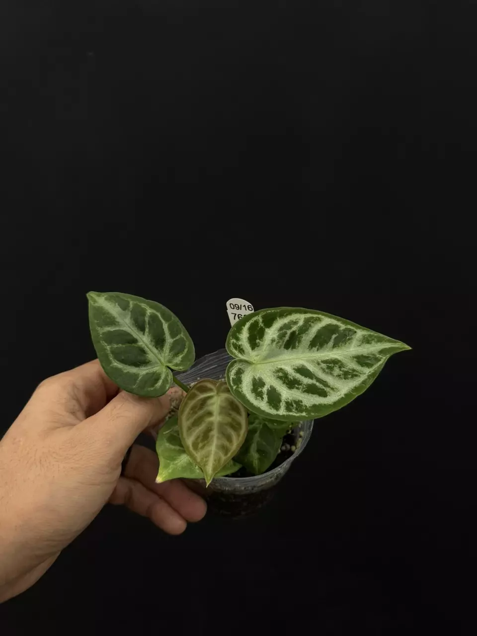 plant/7686 Dorayaki Silver-0