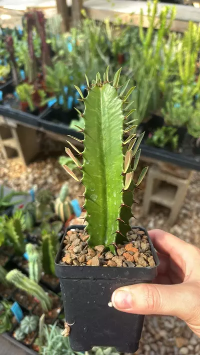 plant/Euphorbia acrurensis-0-thumbnail