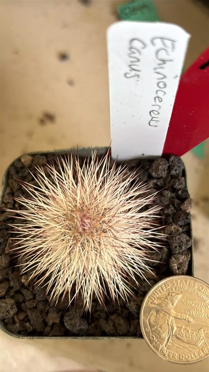 plant/1086 Echinocereus canus-1