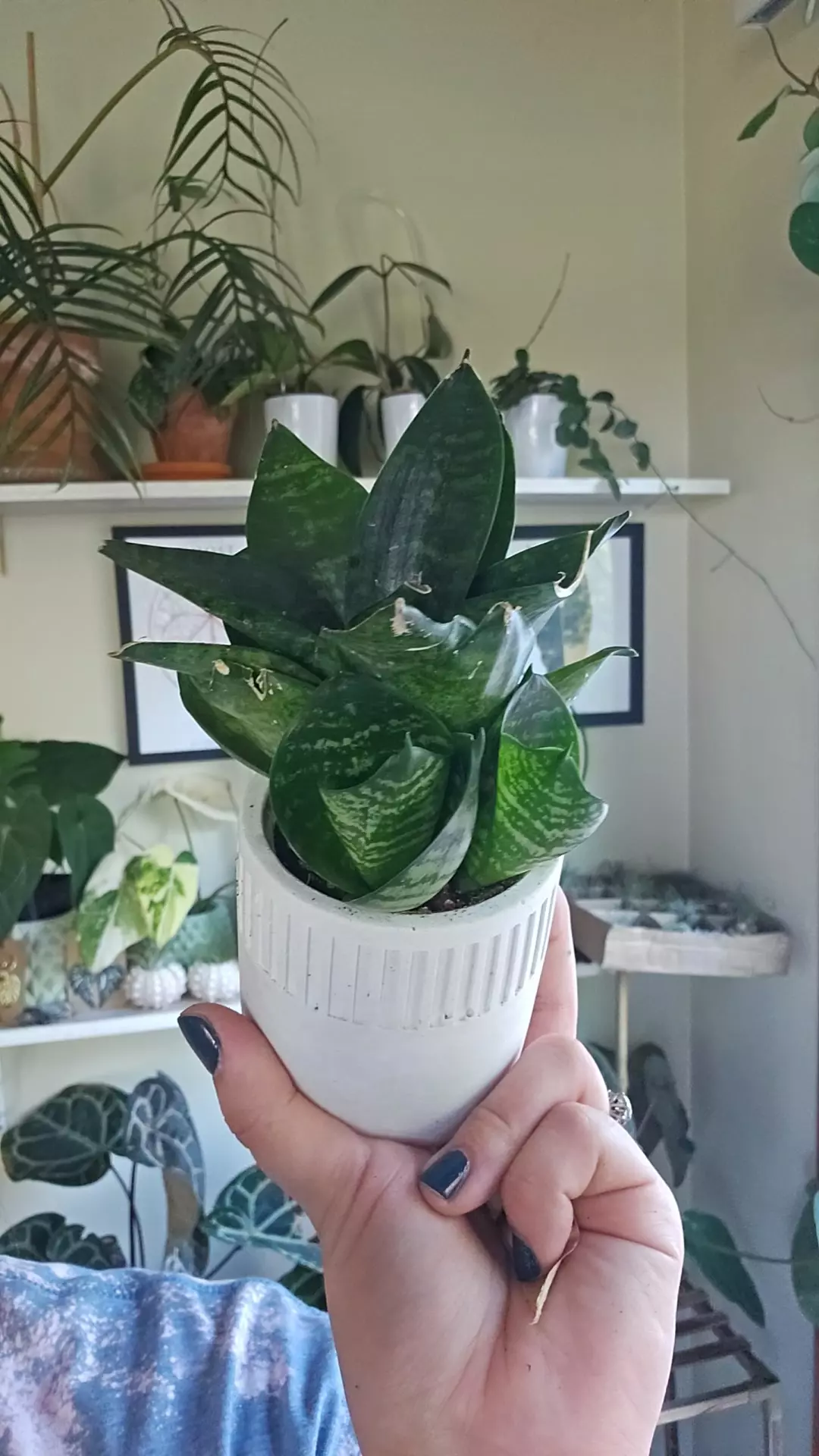 plant/Hanhi sanseveria-0